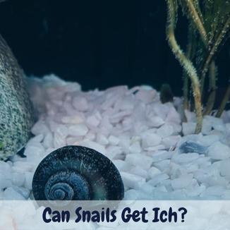 can snails get ich