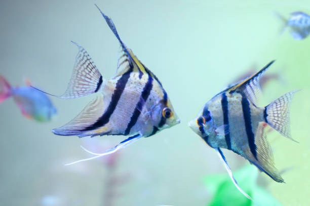 two angelfish