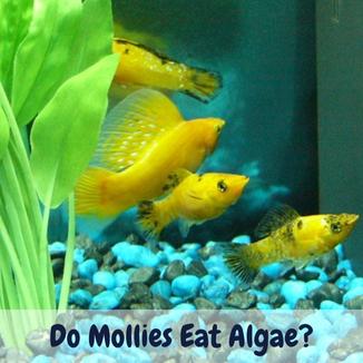 do mollies eat algae