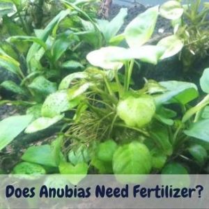 does anubias need fertilizer