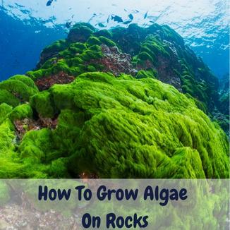 how to grow algae on rocks