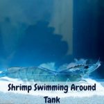 shrimp swimming around tank