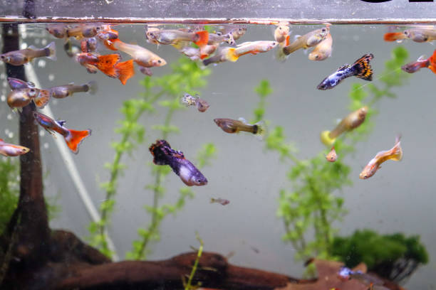 Guppy Swimming Vertically: Common Causes 