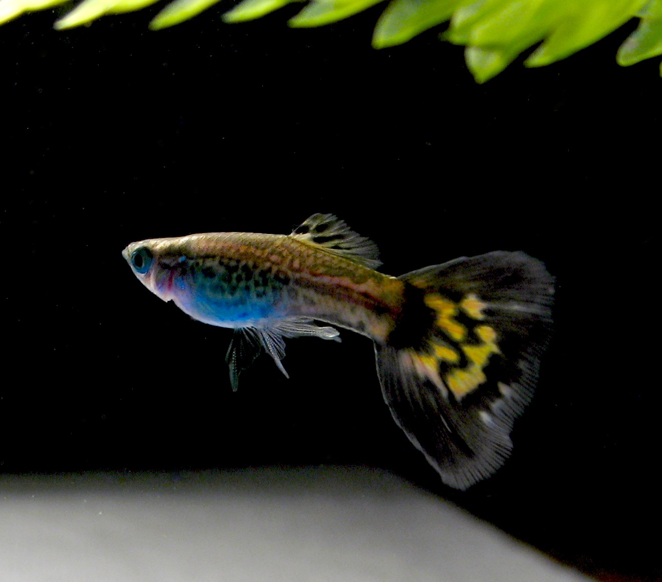 What Is Guppy Fin Rot? 