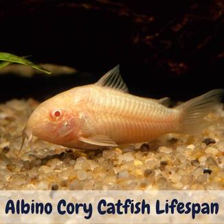 Albino cory catfish lifespan