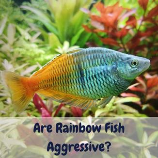 Are Rainbow Fish Aggressive