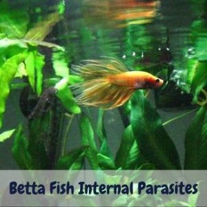 Betta Fish Internal Parasites