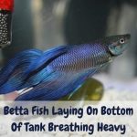 Betta Fish Laying On Bottom Of Tank Breathing Heavy