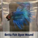Betta Fish Open Wound