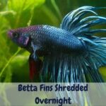 Betta fins shredded overnight