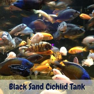 Black Sand Cichlid Tank