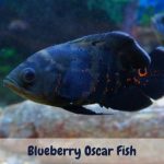 Blueberry Oscar Fish