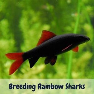 Breeding rainbow sharks