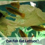 Can Fish Eat Lettuce