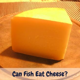 Can fish eat cheese