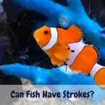 Can fish have strokes