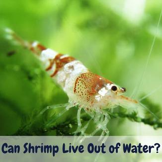 Can shrimp live out of water