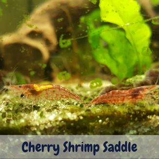 Cherry Shrimp Saddle