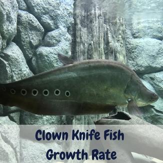Clown knife fish growth rate