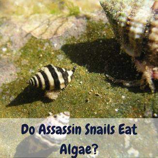 Do Assassin Snails Eat Algae