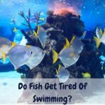 Do Fish Get Tired Of Swimming