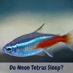 Do Neon Tetras Sleep