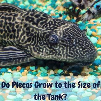 Do Plecos Grow to the Size of the Tank