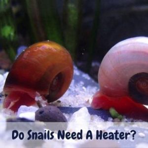 Do Snails Need A Heater