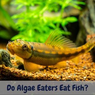 Do algae eaters eat fish