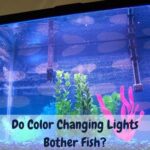 Do color changing lights bother fish