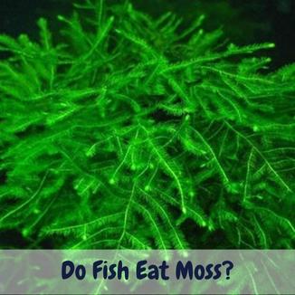 Do fish eat moss