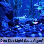 Does Blue Light Cause Algae