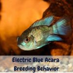 Electric blue acara breeding behavior
