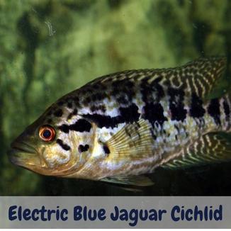 Electric blue jaguar cichlid