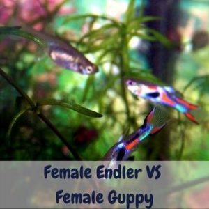 Female Endler VS Female Guppy