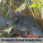 Firemouth cichlid growth rate