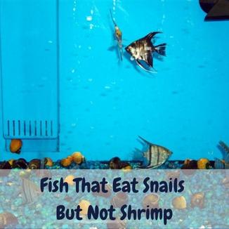 Fish That Eat Snails But Not Shrimp