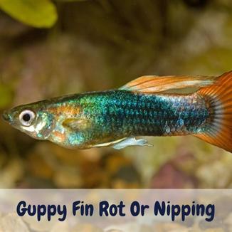 Guppy fin rot or nipping