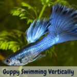 Guppy swimming vertically