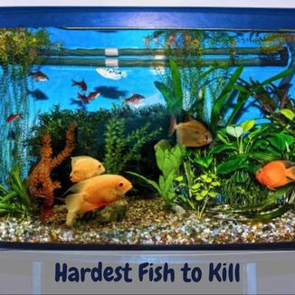 Hardest fish to kill