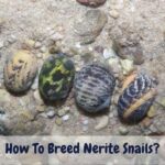 How To Breed Nerite Snails