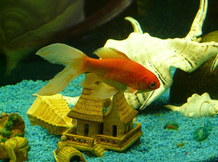 fish with decoration things in aquarium