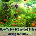 How To Tell If Current Is Too Strong For Fish
