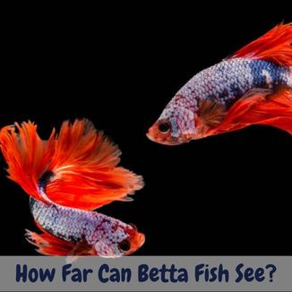 How far can betta fish see