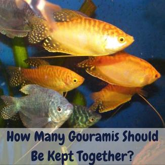 How many gouramis should be kept together