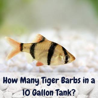 How many tiger barbs in a 10 gallon tank
