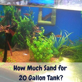How much sand for 20 gallon tank