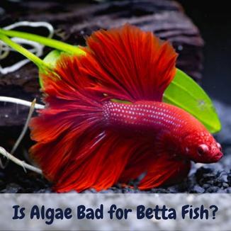 Is algae bad for betta fish