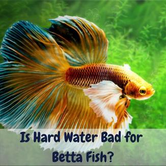 Is hard water bad for betta fish