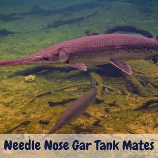 Needle Nose Gar Tank Mates